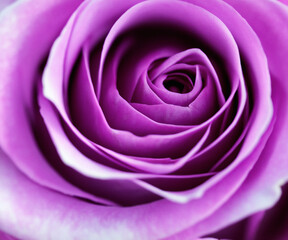 Close up image of beautiful purple rose