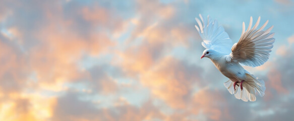 One White Dove freedom flying Wings on sunset wide sky background. symbol of International Day of Peace, Holy spirit of God in Christian religion heaven concept