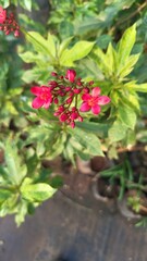 Red Jatropha flowers 