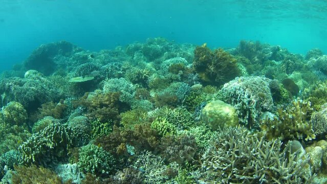 A variety of fish, hard, and soft corals thrive on a reef found in one of Raja Ampat's narrow channels. This region is known as the heart of the coral triangle due to its high marine biodiversity.