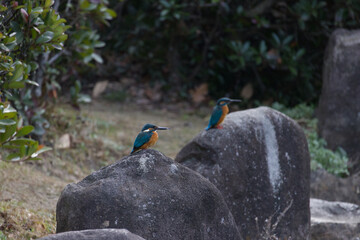 岩の上にとまるカワセミ