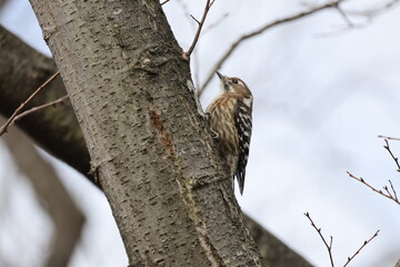 木にとまる1匹のコゲラ