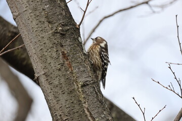 木にとまる1匹のコゲラ