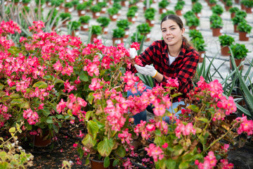 Young attractive woman farm worker carring for pink begonia at modern greenhouse