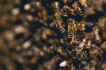 Pszczoła miodna na plastrze, Pszczoła miodna w ulu, Pszczela rodzina, plaster pszczeli, pszczeli dom, pszczoły w ulu, apis mellifera w ulu. 