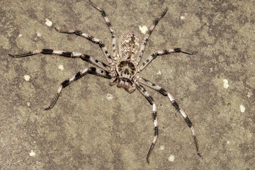 Australian Eastern Banded Huntsman hunting at night