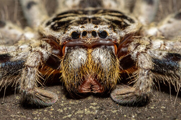 Close up of Australian Eastern Banded Huntsman spider