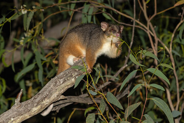 Australian Common Ringtail Possum feeding on gum tree leaf tips