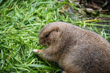 Tokyo, Japan, 31 October 2023: Prairie dog in a zoo habitat.
