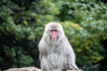 Tokyo, Japan, 31 October 2023: Japanese macaque in its natural habitat.