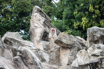 Tokyo, Japan, 31 October 2023: Japanese macaque sitting on rock formations.