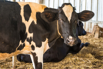 Holstein black and white spotted milk cow in the early morning of the Thai countryside.
