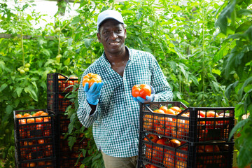 Successful African American horticulturist standing in greenhouse near stack of plastic boxes full...