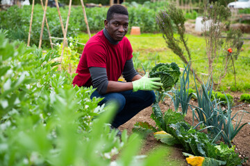 African American amateur gardener harvesting ripe Savoy cabbage on his kitchen garden..