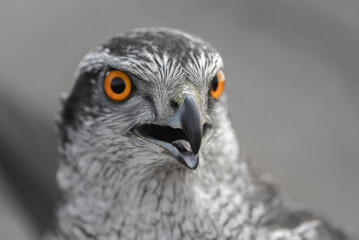Mirada 