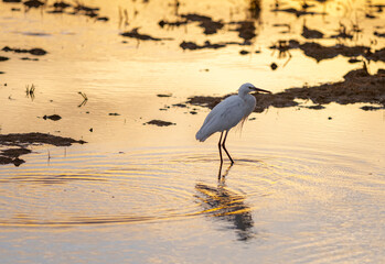 great heron