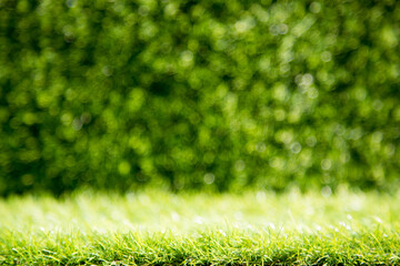 background of green grass turf