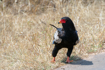 Sharp eyed Bateleur eagle [terathopius ecaudatus] in Kruger National Park South Africa RSA