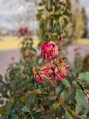 dried red roses portrait shot in autumn