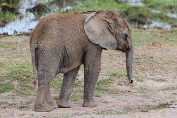 baby african elephant in Amboseli NP