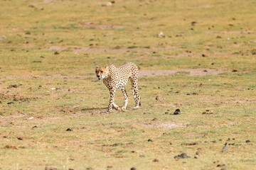 one single cheetah in the savannah of Amboseli NP