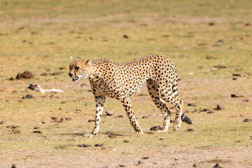 one single cheetah in the savannah of Amboseli NP