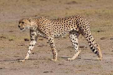 one single cheetah in the savannah of Amboseli NP