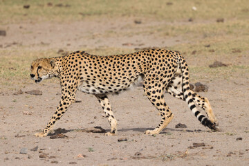 one single cheetah in the savannah of Amboseli NP