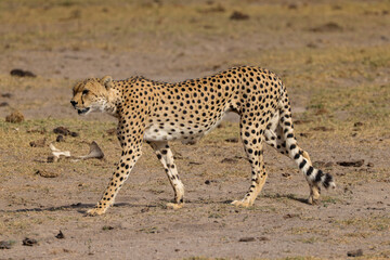 one single cheetah in the savannah of Amboseli NP