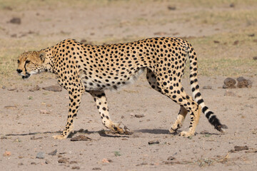 one single cheetah in the savannah of Amboseli NP