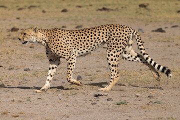 one single cheetah in the savannah of Amboseli NP