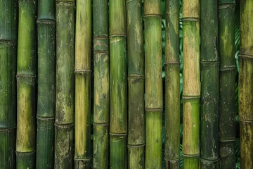 Fotobehang Green bamboo texture background. © Bargais