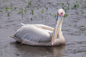 a swimming pelican in Amboseli NP © Marcel