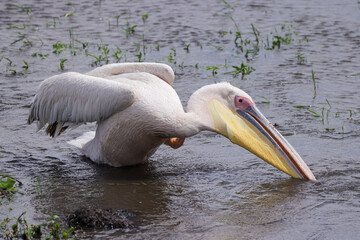 a fishing pelican in Amboseli NP