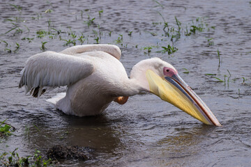 a fishing pelican in Amboseli NP