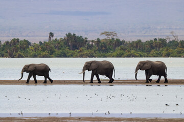 a herd of elephants in a row crosses the shallow water of a lake in Amboseli NP