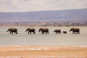 a herd of elephants in a row crosses the shallow water of a lake in Amboseli NP