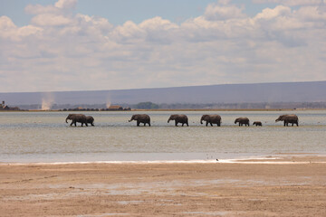 a herd of elephants in a row crosses the shallow water of a lake in Amboseli NP