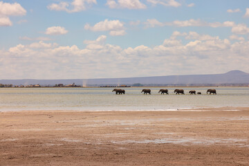 a herd of elephants in a row crosses the shallow water of a lake in Amboseli NP