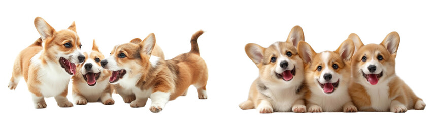 Friendly Corgi dogs collection in 3d png transparent with no background. Created using generative AI