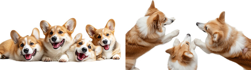 Happy Corgi dogs set in 3d png transparent no background. Created using generative AI.