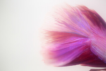 Dramatic close-up background featuring the extravagant tails of goldfish and betta fish