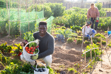 American male farmer with garden basket with vegetables on farm field on sunny spring day
