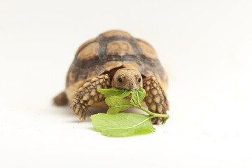 Cute small baby African Sulcata Tortoise in front of white background, African spurred tortoise...