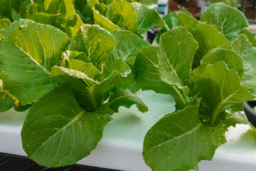 Growing salad vegetables hydroponically in a foam box