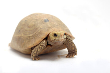 Elongated tortoisein front of white background,Elongated tortoise in the nature, Indotestudo elongata ,Tortoise sunbathe on ground with his protective shell ,Tortoise from Southeast Asia 