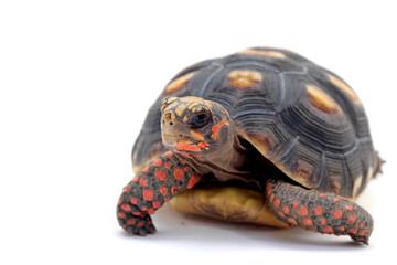 Cute small baby Red-foot Tortoise in front of white background, The red-footed tortoise isolated white background studio lighting , The red-footed tortoise (Chelonoidis carbonarius) is a species of to