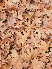 close-up plane tree outdoors in autumn stock photo