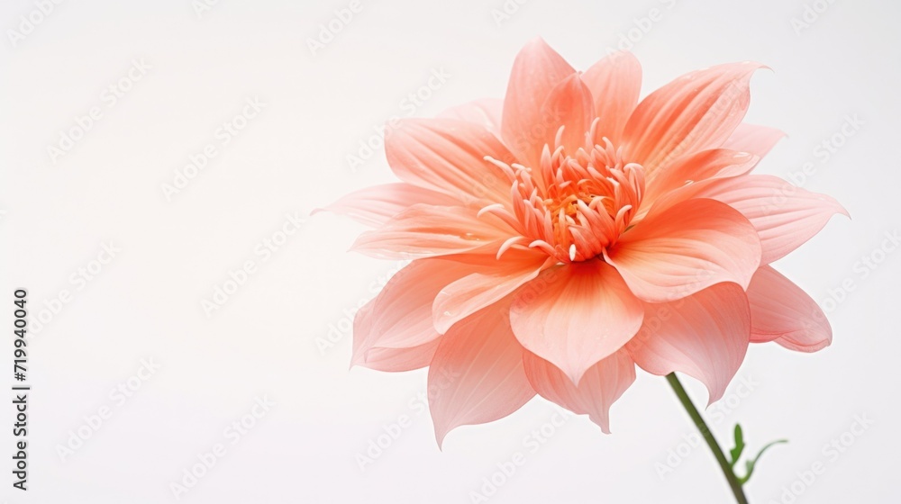 Poster a single pink flower in a vase on a white background. suitable for various uses