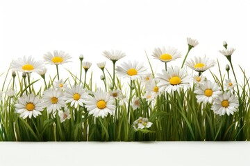 A picture of a group of white daisies surrounded by lush green grass. Suitable for nature-themed designs and springtime concepts © Fotograf